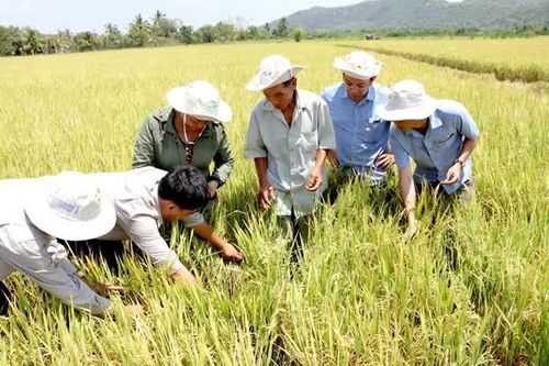 Toàn tỉnh có 17 câu lạc bộ khoa học kỹ thuật nhà nông