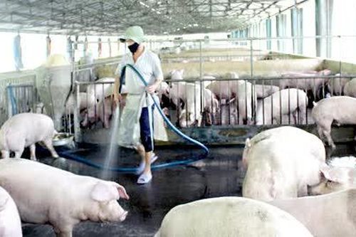Hơn 1,8 ngàn trang trại chăn nuôi tham gia truy xuất nguồn gốc