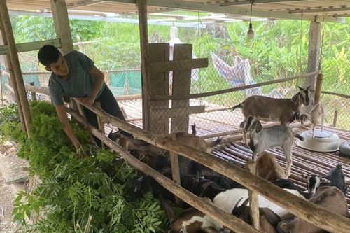 Phát triển chăn nuôi theo hướng bền vững