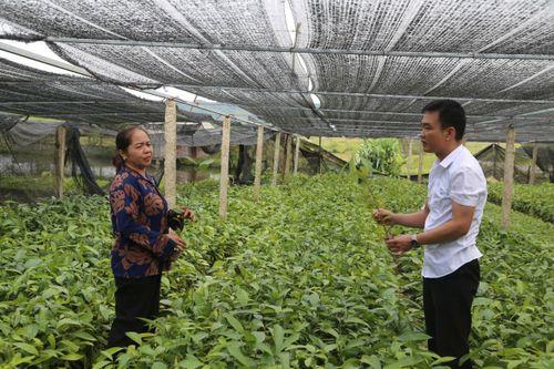 Nghị quyết làm giàu từ đồi rừng