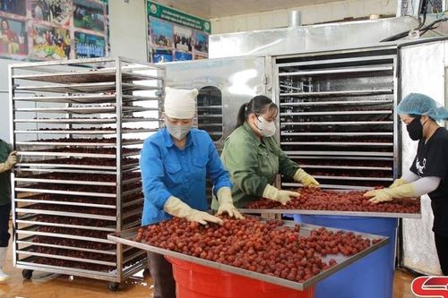 Chế biến mận sấy dẻo, giảm áp lực tiêu thụ quả tươi