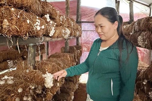 Hiệu quả từ liên kết trồng nấm rơm