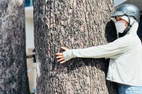 TP.HCM giải bài toán hơn 8.100 cây cổ thụ có nguy cơ mất an toàn