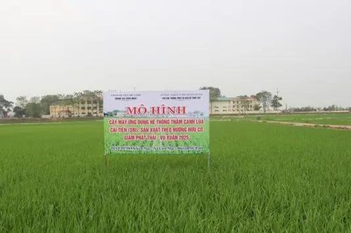 Phương pháp canh tác lúa mới giúp giảm chi phí