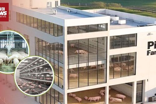 Heo được nuôi trong 'chung cư mini' sắp có ở Việt Nam?