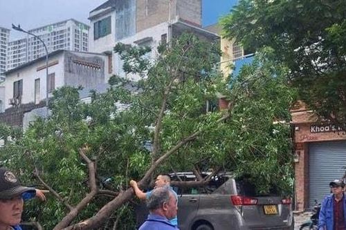 TP Hồ Chí Minh bàn giải pháp quản lý an toàn cây xanh đô thị