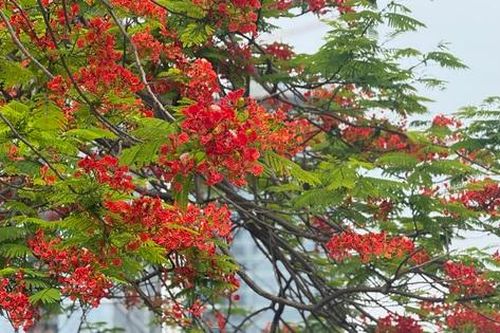 Vừa chớm hè, dân tình đã 'cháy tim' với loạt ảnh hoa phượng đẹp như thơ