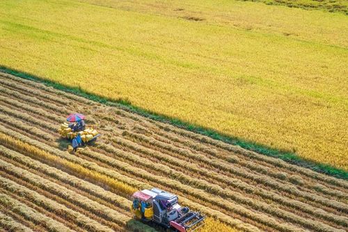 Kỳ vọng mới từ 'gạo Việt xanh'