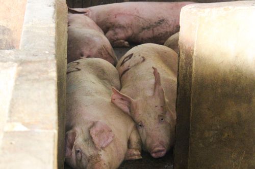 Heo bị tiêu hủy do dịch bệnh được hỗ trợ 40.000 đồng/kg hơi