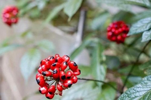 Lần đầu tiên Quảng Nam đưa thương hiệu sâm Ngọc Linh ra thế giới
