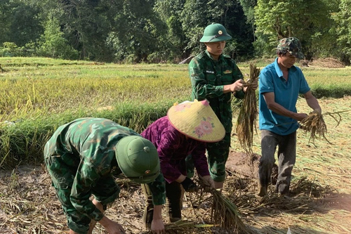 Giúp bà con gặt lúa sau mưa lũ