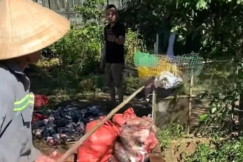 Vụ cá chết tại khu vực thủy điện Kẻ Gỗ: Không phát hiện vi khuẩn, virus gây bệnh