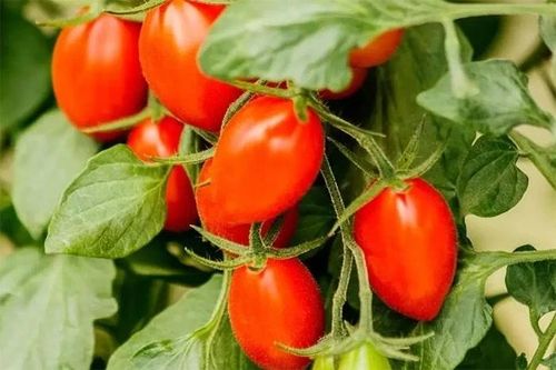 9 loại quả dễ 'ngậm' hóa chất, trồng ban công tốt um