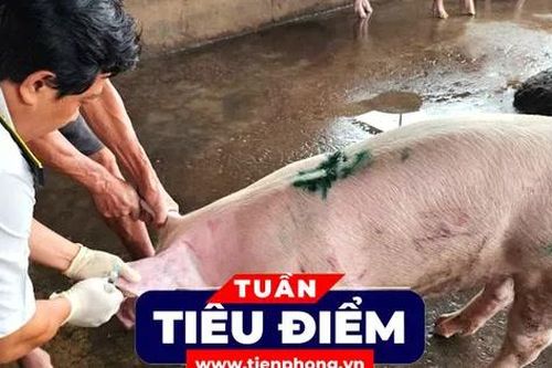 TIÊU ĐIỂM: Kết quả xác minh vụ đóng dấu kiểm dịch sai đối với heo bệnh của Công ty C.P