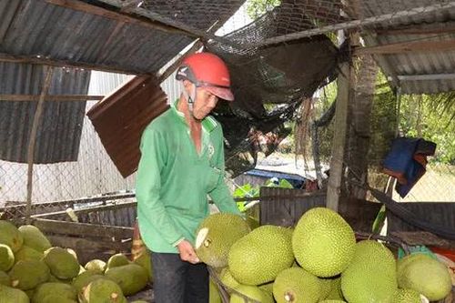 Mít Thái rẻ chưa từng thấy