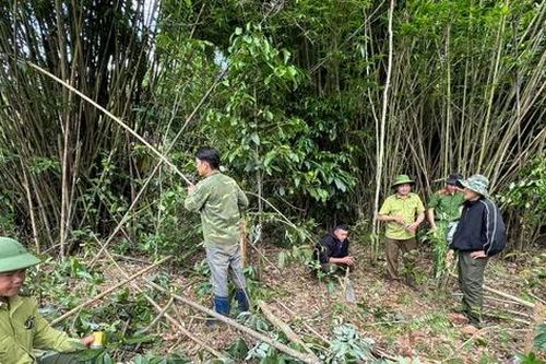 Phá rừng trong đêm, nam thanh niên khai được trả công 300.000 đồng/ngày