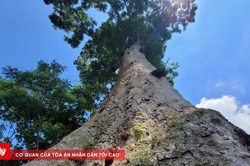 Ngắm cây lim di sản khoảng 700 tuổi