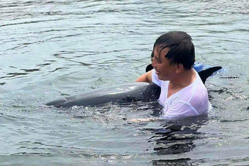 Cá heo đốm nhiệt đới mắc cạn ở cảng Tiên Sa đã chết