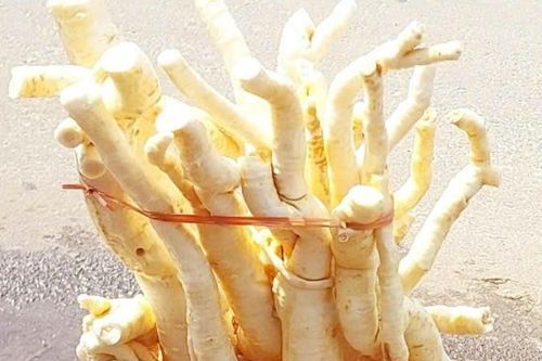 3 tác dụng của củ đinh lăng, 2 lưu ý khi dùng