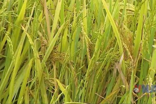 Thanh Hóa: Nhiều diện tích lúa bị mất trắng do không kết hạt