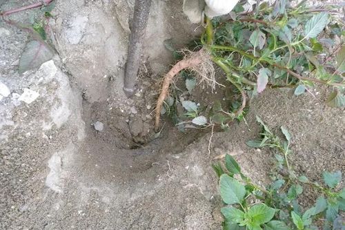 Cây người Việt chỉ ăn lá, ai ngờ rễ mới là 'mỏ vàng' hái ra tiền