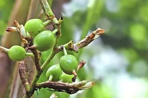 Loại gia vị đắt đỏ bậc nhất thế giới, 2 triệu đồng/kg, ở Việt Nam trồng bạt ngàn