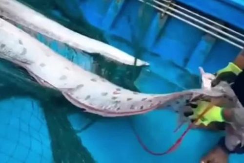 Ngư dân bất ngờ bắt được cá mái chèo khổng lồ, gây xôn xao