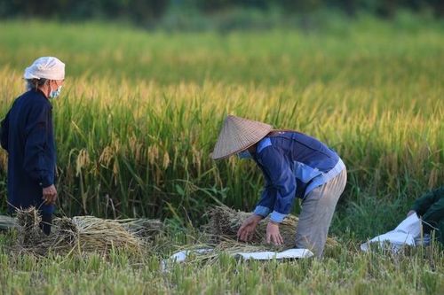 Việt Nam xuất 500 tấn gạo phát thải thấp đầu tiên với giá kỷ lục