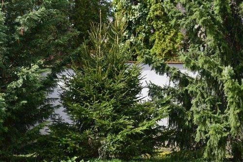 Nghiên cứu mới phát hiện cây cối biết 'ghi nhớ' giai đoạn thừa và thiếu nước để sinh tồn