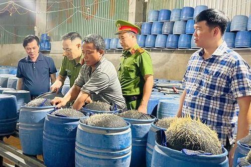 Tiêu hủy hơn 3 tấn giá ngâm ủ hóa chất độc hại
