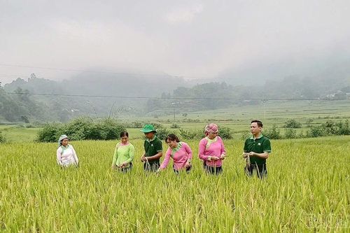 Đánh giá mô hình lúa Séng cù hữu cơ tại xã Mường Vi