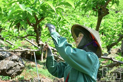 Chuyển giao kỹ thuật: 'Đòn bẩy' cho nông nghiệp bền vững
