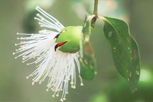 Mùa bần trổ bông