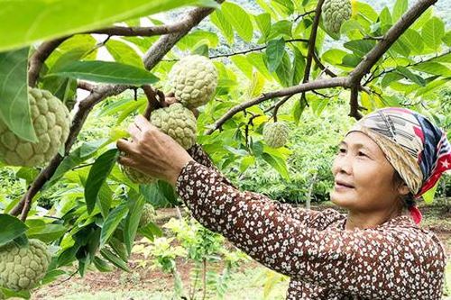 Đồng bào dân tộc thiểu số ở Võ Nhai đẩy lùi 'ba khó' bằng những cây trồng bạc tỷ