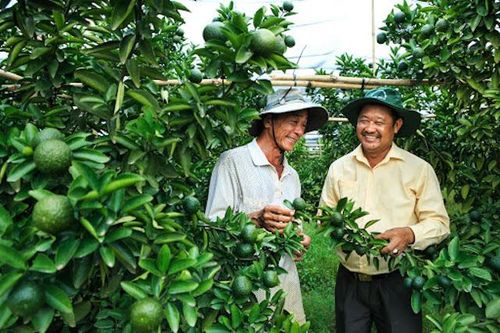 'Cách mạng' cây có múi ở Bình Dương: Khi nông nghiệp gặp khoa học công nghệ