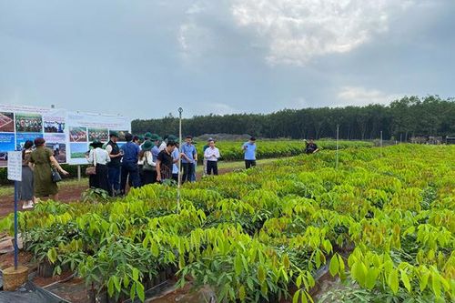 Sáng mãi truyền thống Cao su Đồng Nai anh hùng