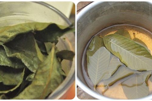 Uống trà lá ổi khô có tác dụng gì?