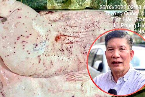 Chuyên gia: Phát hiện heo bệnh phải tiêu hủy cả đàn chứ không phải 1 con