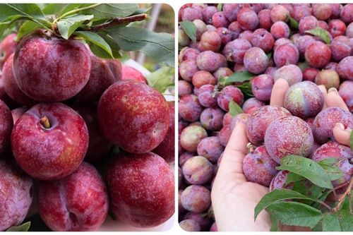 Những người nên hạn chế ăn mận