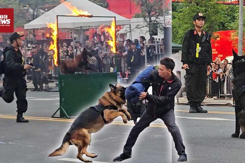 Cảnh khuyển trổ tài tiêu diệt mục tiêu khủng bố, tìm ma túy trong nháy mắt