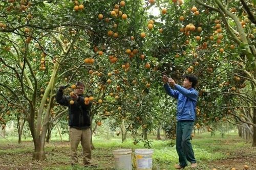 Ứng dụng khoa học-công nghệ vào sản xuất cây ăn quả