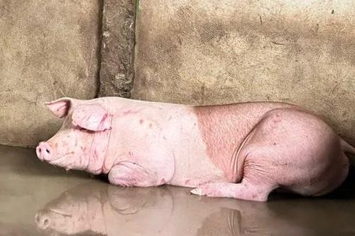 Trà Vinh phát hiện cơ sở giết mổ heo vi phạm