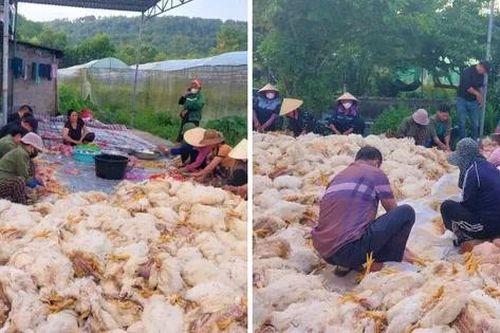 Hơn 10.000 con gà chết ngạt trước ngày xuất chuồng, chủ trang trại mất trắng tiền tỷ