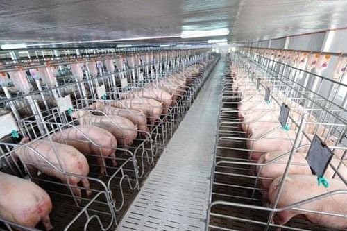 C.P. Việt Nam thống trị thị trường thịt heo, 'ông lớn' Việt muốn xây 2 chung cư cho 84.000 heo