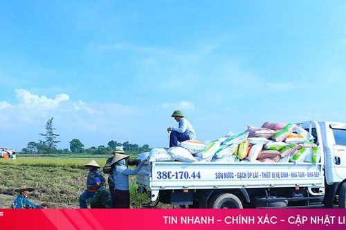 Vì sao doanh nghiệp dừng liên kết sản xuất lúa hữu cơ ST25 Cẩm Bình?