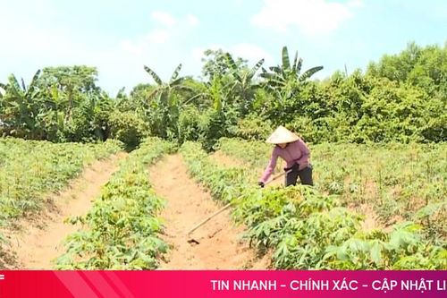 Chung tay cải tạo vườn vắng chủ ở Cẩm Xuyên