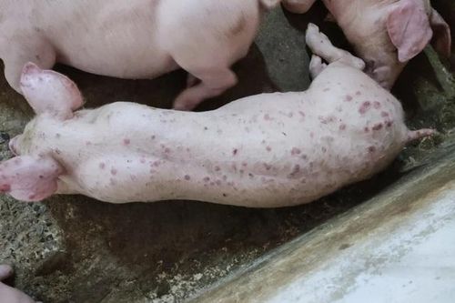 Lợn phải tiêu hủy do dịch bệnh được hỗ trợ 40.000 đồng/kg hơi