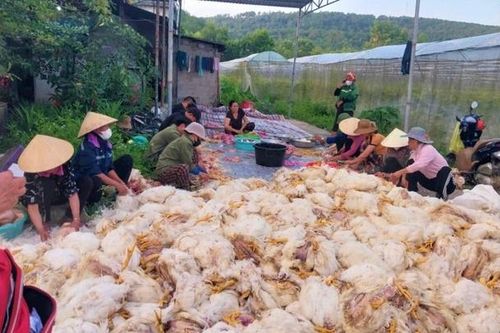 Người dân đến hỗ trợ, giải cứu chủ trại có hơn 10.000 con gà chết ngạt