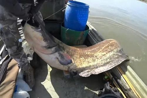 Cần thủ câu được cá trê khổng lồ nặng 113kg, dài 2,6 mét trên sông