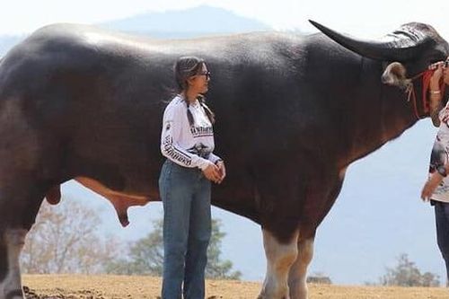 Cận cảnh con trâu nước 'siêu to khổng lồ', cao tới 1,85 mét